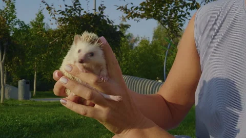 Close-up, female hands trying to hold a frisky African hedgehog who is trying to Stock Footage 302084009