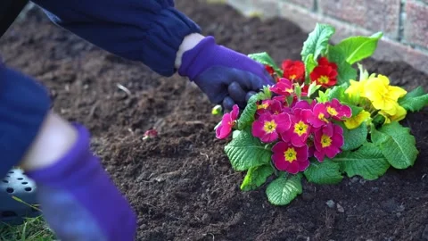 Close-up of female hands in work gloves planting flower seedlings in the Stock Footage 247273741