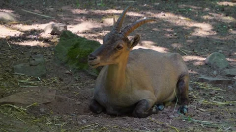 Close up of female ibex Stock Footage 249746401