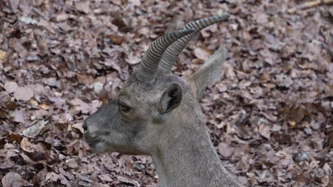 Close up of female ibex Stock Footage 277531487