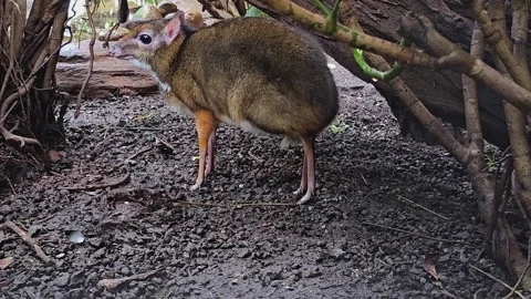 Close up of a female Java mouse-deer  Stock Footage 269818688