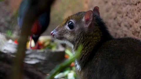 Close up of a female Java mouse-deer  Stock Footage 277082941