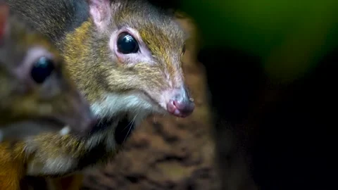 Close up of a female Java mouse-deer  Stock Footage 277083269