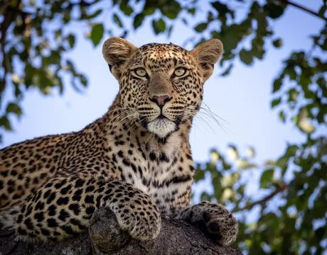 A close-up of a female leopard in a marula tree, Panthera pardus, staring up. Foto stock