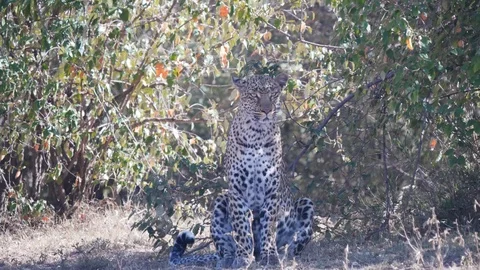 Close up of a female leopard sitting in shade at masai mara- 4K 60p Video stock 112371094