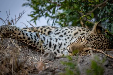 Close up of a Female Leopard sleeping. Stock Photos