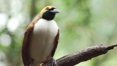 Close up of a Female lesser bird of paradise perching on a branch. Stock Footage 122109448