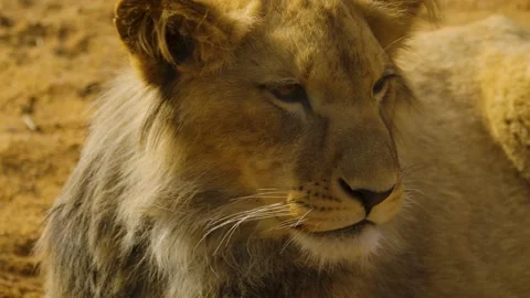 Close up of a Female lion Stock Footage 238980375