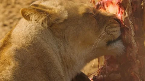Close up of a Female lion Stock Footage 238980406