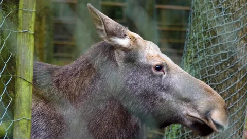 Close up of female Moose Stock Footage 144935156