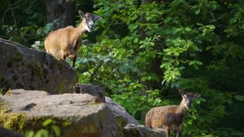 Close up of female Mouflon Stock Footage 277229614