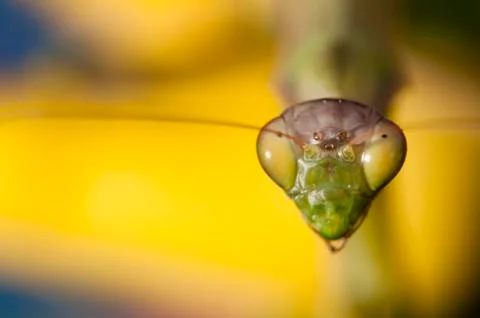 Close up of female praying mantis Stock Photos