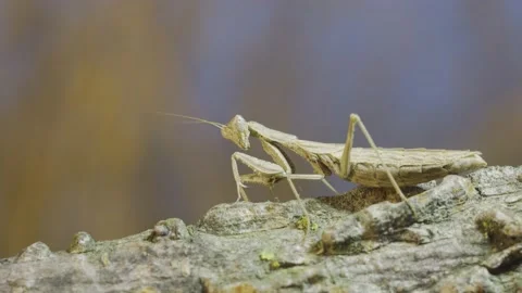 Close-up of female praying mantis standing swaying on tree branch  Stock Footage 230015707
