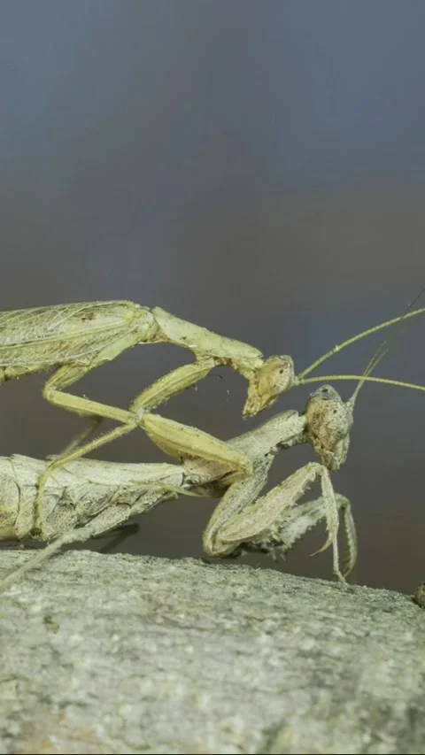 Close-up of female praying mantis standing on tree branch, the male sits on top Stock Footage 243183900