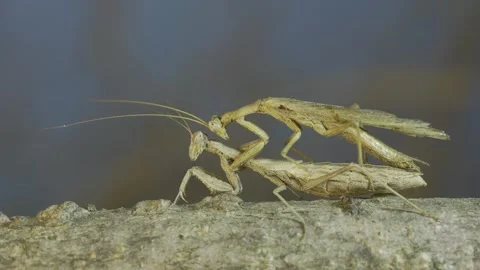 Close-up, female praying mantis standing on tree branch  Stock Footage 263110457