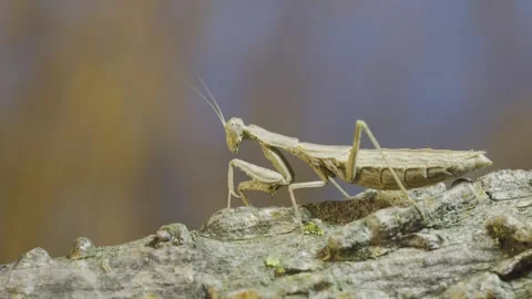Close-up of female praying mantis stands swaying on tree branch, camouflaging Stock Footage 243181762