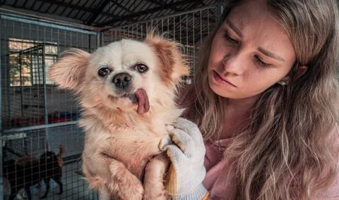 Close-up of female volunteer holds on hands dog in shelter. Shelter for anima Stock Photos