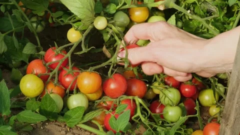 Close-up of female worker picking fresh ripe red organic tomatoes Stock Footage 315552987