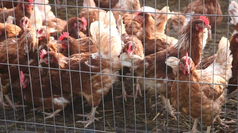Close up the fence of caged chickens Stock Footage 941740