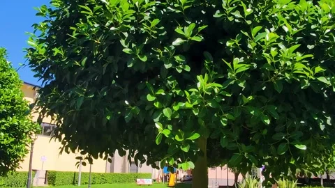 Close up of fence tree, Benjamin fig or weeping fig or ficus tree.  Stock Footage 217949435