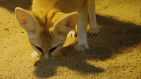 Close up of fennec desert fox Stock Footage 224476614
