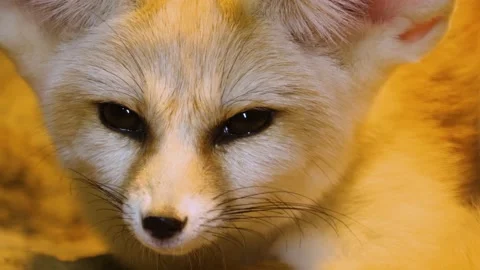 Close up of fennec desert fox Stock Footage 224476653