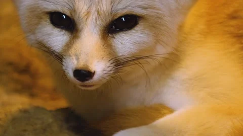 Close up of fennec desert fox Stock Footage 224476843
