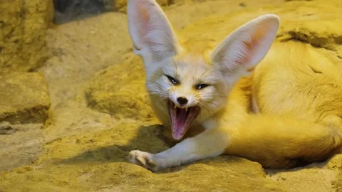Close up of fennec desert fox Stock Footage 224477629