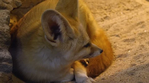Close up of fennec fox Stock Footage 121681703