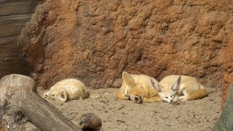Close-up of a Fennec fox (Vulpes zerda) sleeping under the sun in early Stock Footage 126308973