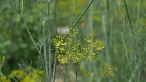 Close-up of fennel Stock Footage 91647242