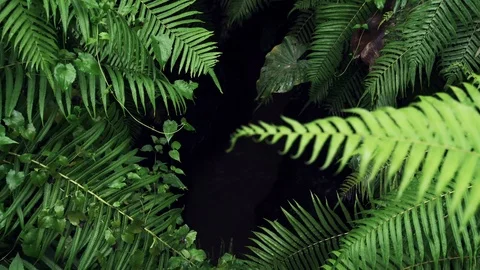 Close up on Ferin in Rainforest. Stock Footage 107724481
