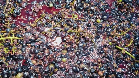 Close-up the fermentation process of crushed grapes transforming into fresh must Stock Footage 317938610