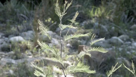 A close up of a Fern  Vídeo Stock 76433687