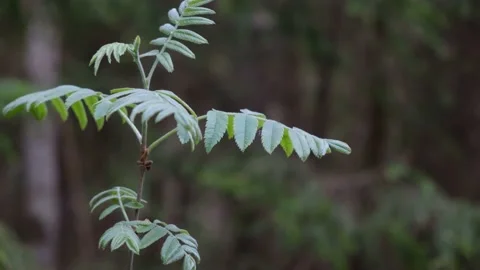 Close-up of a fern in the forest Stock Footage 199118416