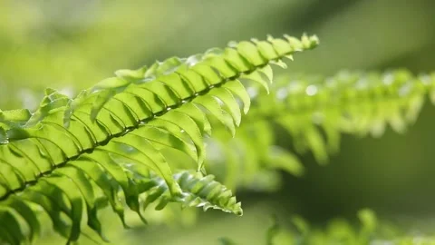 Close up of fern leaf Video stock 310079991