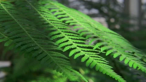Close-up of fern leaf in forest. Nature bright background in sunlight. Fern Stock Footage 176567896