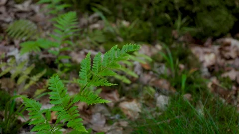 Close-Up of Fern Leaf Moving in the Wind Video stock 316301754
