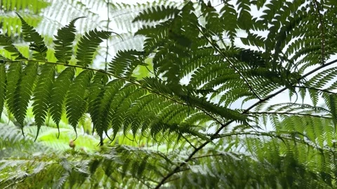 Close-Up of Fern Leaf in Natural Light Stock Footage 309913016