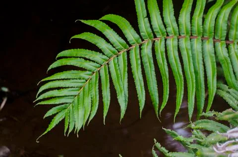 Close up of fern leaf Stock Photos