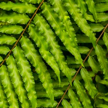 Close up fern leaf Stock Photos