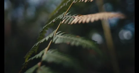 Close-Up Fern Leaf in Serene Forest Setting Stock Footage 336029621