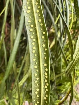 Close-Up of Fern Leaf with Spore Structures Stock Photos