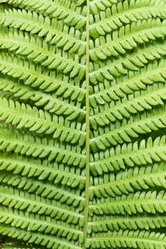 Close-up of a fern leave - pattern Foto stock