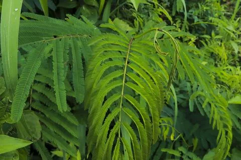 Close-Up of Fern Leaves Stock Photos