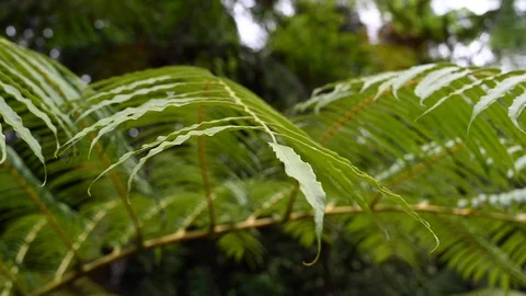 Close up on a fern in an rainforest Stock Footage 126145601