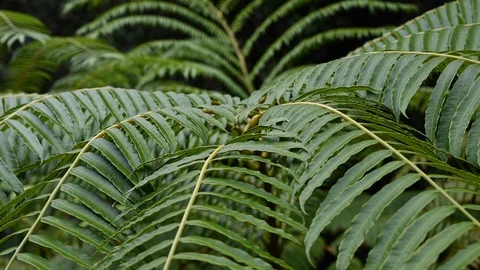 Close up on a fern in an rainforest Stock Footage 126145632