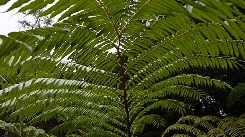 Close up on a fern in an rainforest Vidéo 126145644