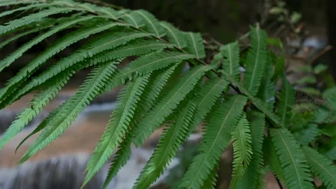 CLOSE UP OF A FERN WITH A RIVER IN BACKGROUND Stock Footage 169160271