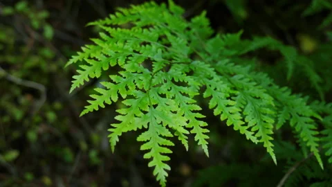 Close up of Ferns Видео 229079834